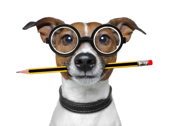 jack russell dog with pencil or pen in mouth  wearing nerd glasses for work as a boss or secretary , isolated on white background