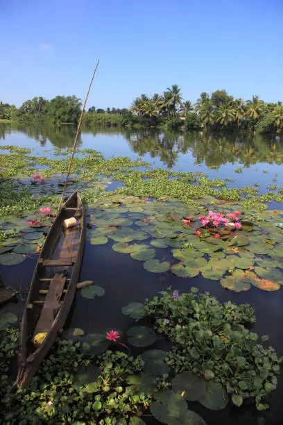 Small wooden boats docked in the beautiful backwaters of Kerala