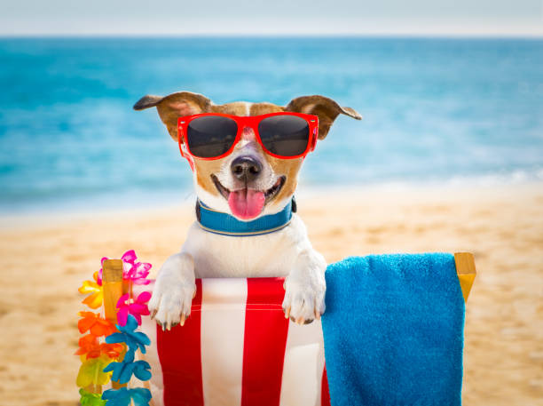 dog realxing on beach chair - hammock beach vacations tropical climate imagens e fotografias de stock