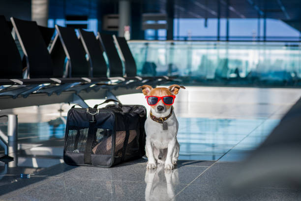 istock dog in airport terminal on vacation 667787270
