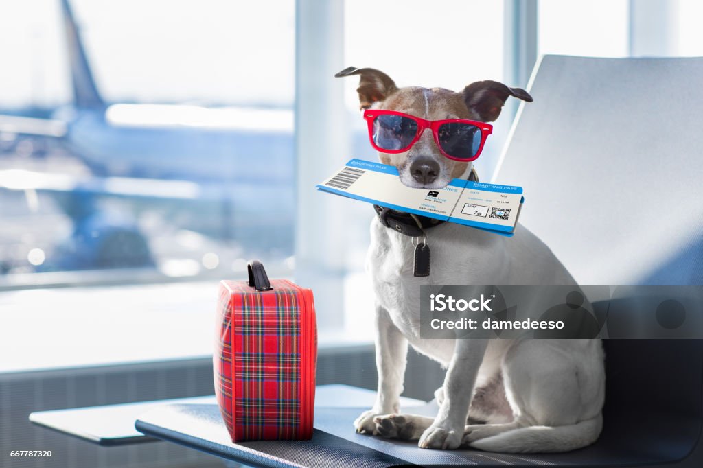 dog in airport terminal on vacation holiday vacation jack russell dog waiting in airport terminal ready to board the airplane or plane at the gate, luggage or bag to the side Dog Stock Photo