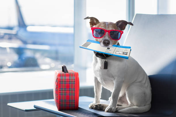 dog in airport terminal on vacation holiday vacation jack russell dog waiting in airport terminal ready to board the airplane or plane at the gate, luggage or bag to the side airplane ticket photos stock pictures, royalty-free photos & images