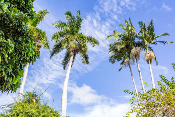 istock Palm Trees in South Florida 667790512