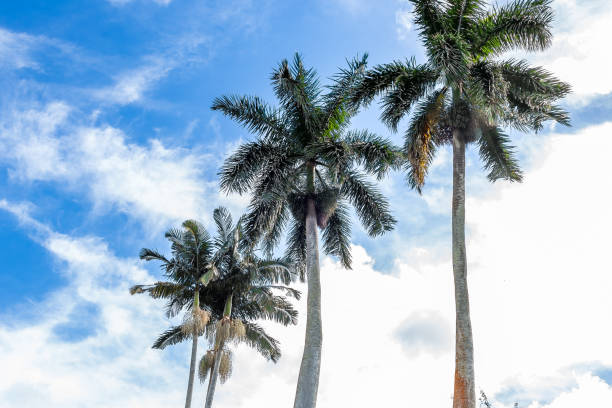 istock Palm Trees in South Florida 667791658