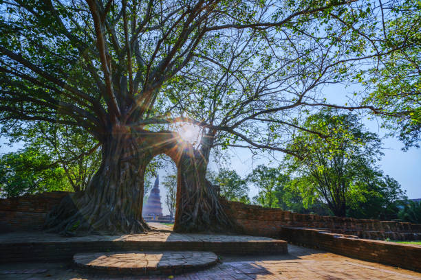 istock the Unseen Thailand old temple, Wat prhra ngam 667795510