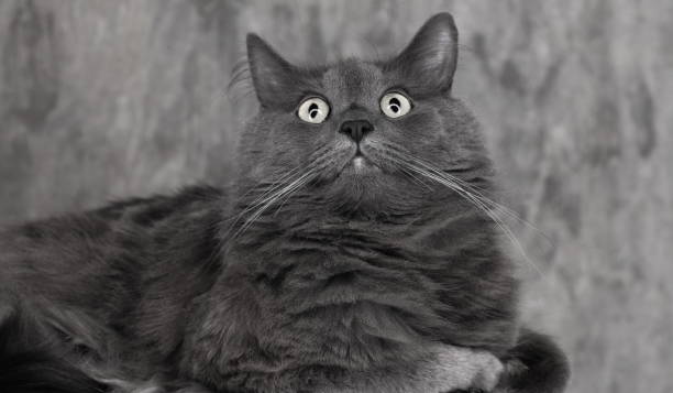 istock Gray Nebelung cat portrait 667801750