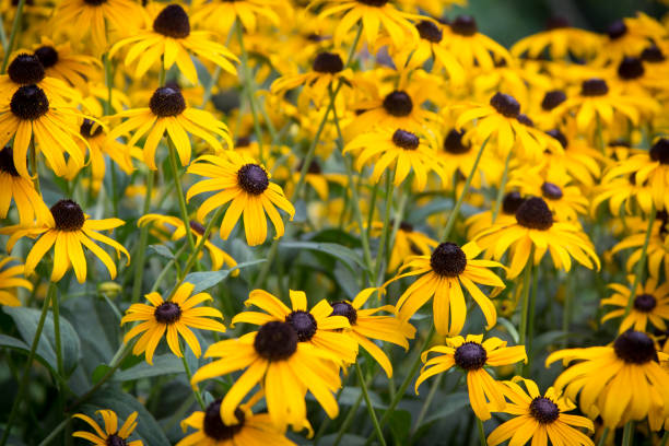 istock Yellow flowers blossoming in the spring 667802336