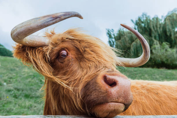 istock Group of highland cattle grazing in woods 667806392