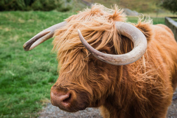 istock Group of highland cattle grazing in woods 667806768