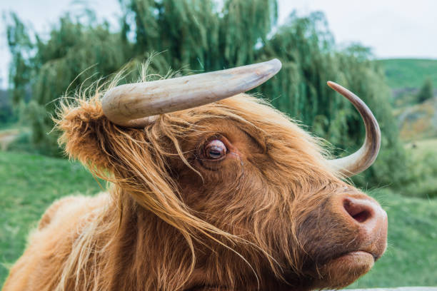 istock Group of highland cattle grazing in woods 667808638