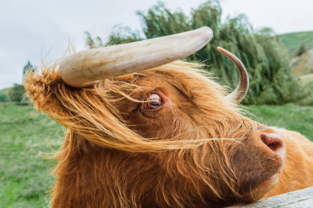 istock Group of highland cattle grazing in woods 667809220