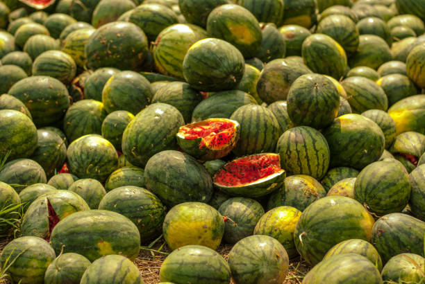 istock Watermelon rotten in the garbage. 667809460