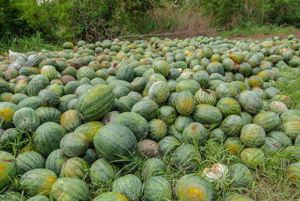 istock Watermelon rotten in the garbage. 667809500