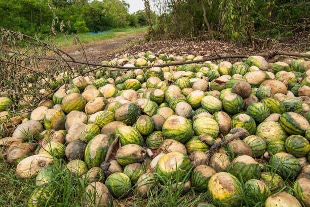 istock Watermelon rotten in the garbage. 667809510