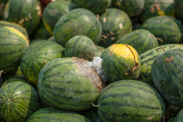 istock Watermelon rotten in the garbage. 667809564