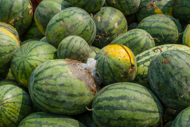 istock Watermelon rotten in the garbage. 667809566