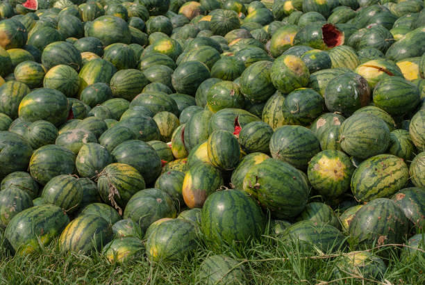 istock Watermelon rotten in the garbage. 667809570
