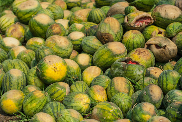 istock Watermelon rotten in the garbage. 667809594