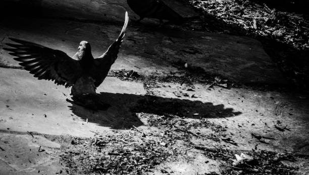 Dove on asphalt straightened wings. Black and white photo