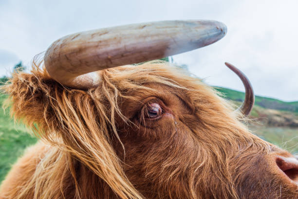istock Group of highland cattle grazing in woods 667809902