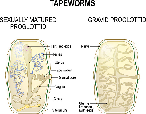 Proglottid of taperworms. sexually mature proglottid and gravid proglottid. Taenia solium or Taenia saginata