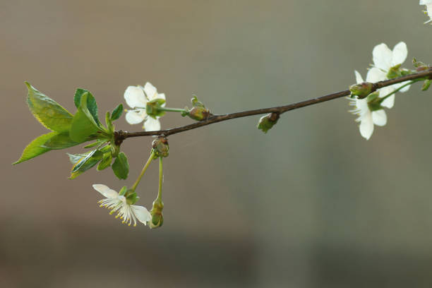 white Cherry flowers on branch tree at the springtime in sunny day.