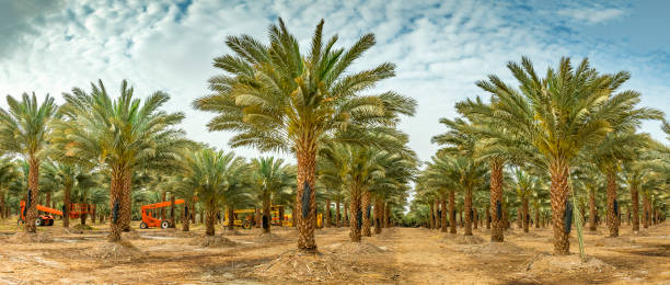 istock Panoramic view on plantation of date palms 667817166