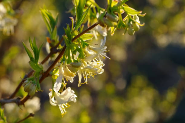 istock winter honeysuckle Lonicera fragrantissima is blooming in winter 667819544