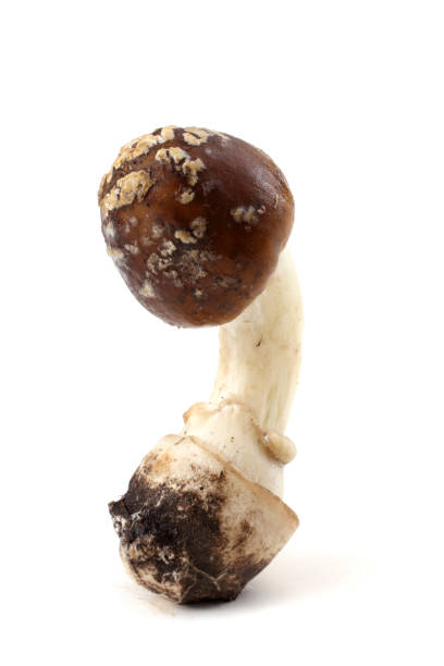 istock Amanita pantherina. Poison mushroom. 667823190