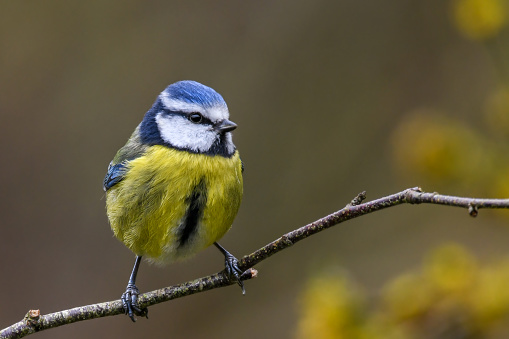 Lazuli Bunting in tall grass