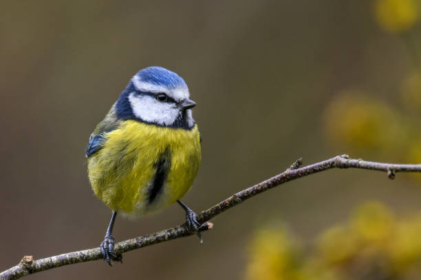 chapim azul de primavera - tit - fotografias e filmes do acervo