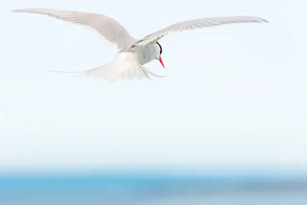 Arctic Tern (Sterna paradisaea) in flight with the sea horizon in the background. Farne Islands, May