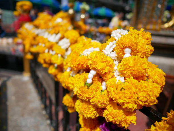 istock Marigold hanging on fence as worshiped flowers 667824604