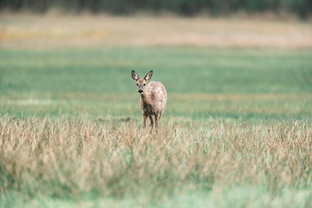 istock Roe during moult standing in field. Alert looking. 667824844