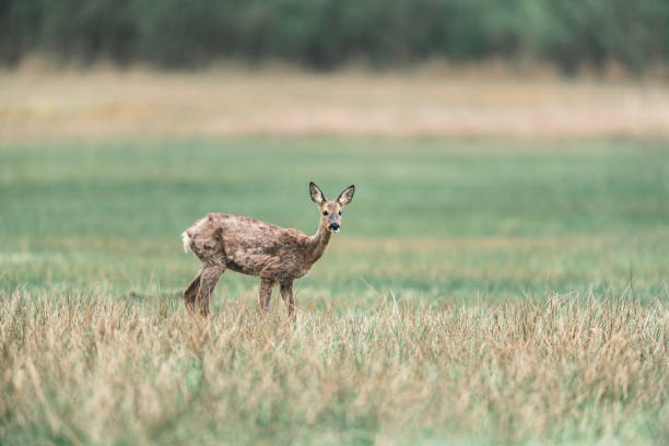 istock Roe during moult standing in field. Alert looking. 667824858