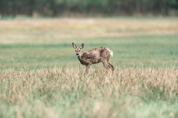istock Roe deer doe during moult standing in meadow. Looking up. 667824958