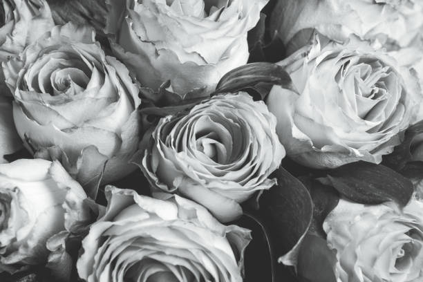 istock Beauty roses close up 667825574