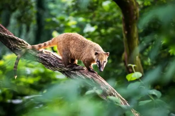Photo of Nasua raccoon coati