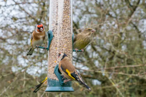Two species of finch - golfinch (Carduelis carduelis), and greenfinch (Carduelis chloris) on a garden feeder in winter. UK, December