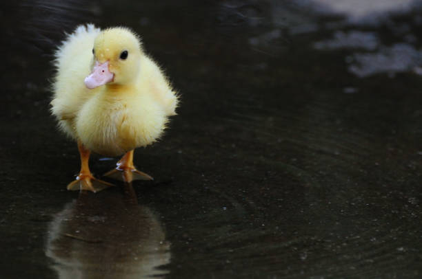 istock Cute duckling standing and ripples in the water 667829232