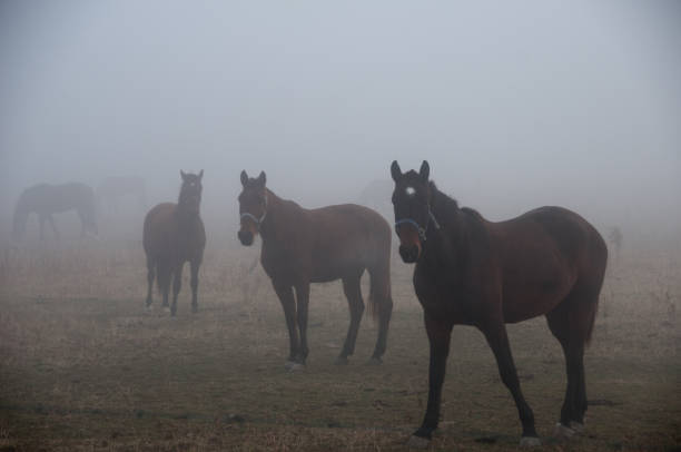 istock Horses in Fog 667841868