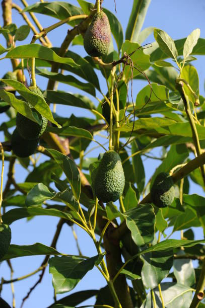 istock Avokados on the tree in Spain 667842220