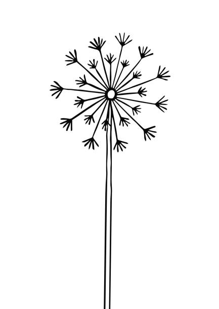 illustrations, cliparts, dessins animés et icônes de dandelion noir dessiné à la main de silhouette - seed head