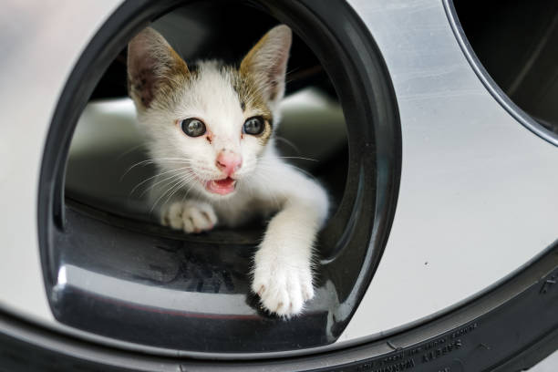 Cute adorable little white nomadic hungry kitten on the car wheel