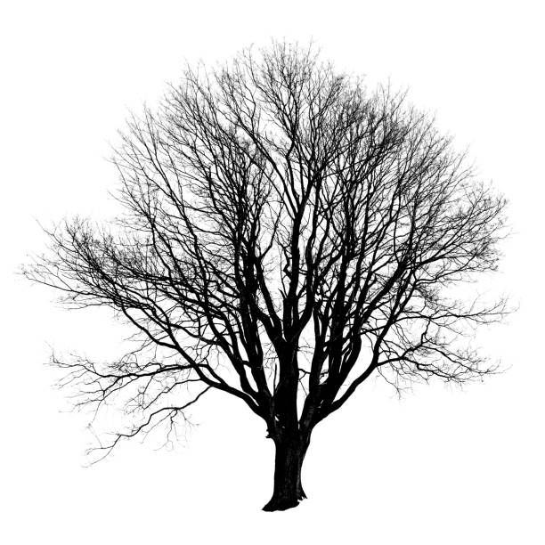 istock Black silhouette of a tree without leaves on white. 667850368