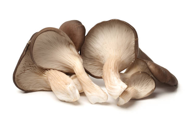 istock Oyster mushrooms  on a white background 667857878