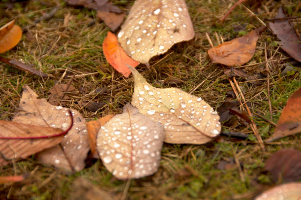 Lot's of wet fallen chestnut tree leaves on a pavement with puddles.