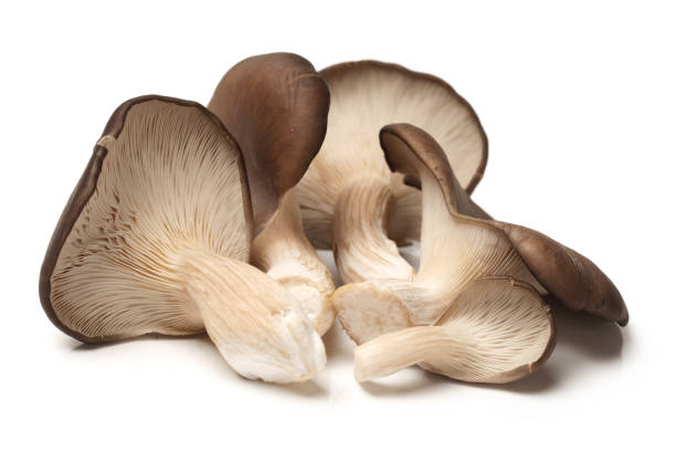 Oyster mushrooms  on a white background