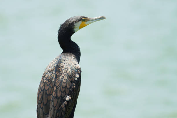 istock Black cormorant bird head with long beak 667859252