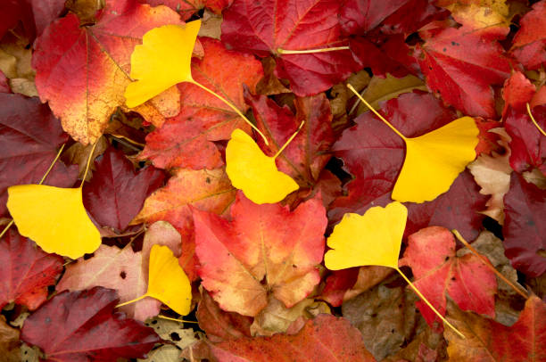 istock Ginkgo Biloba and Maple 667866592
